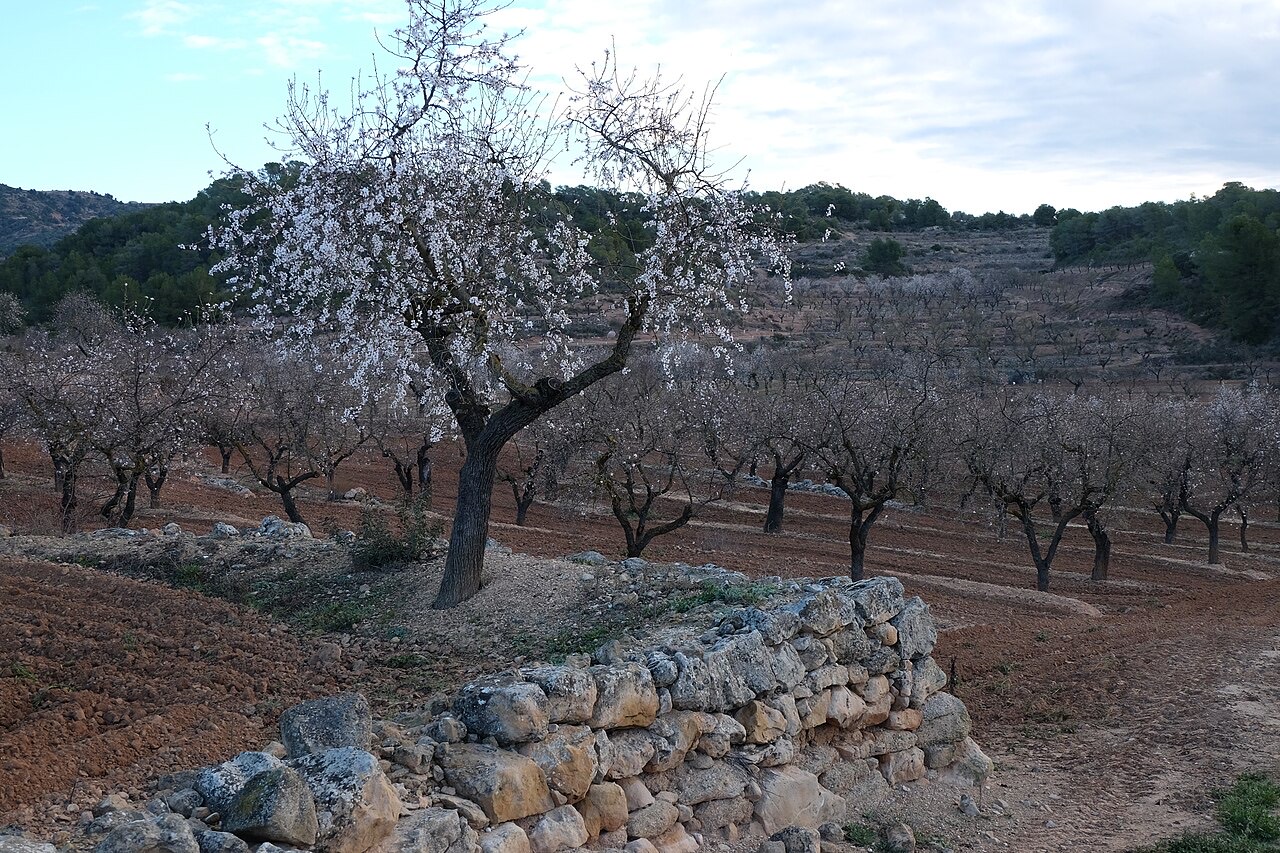 An almond orchard