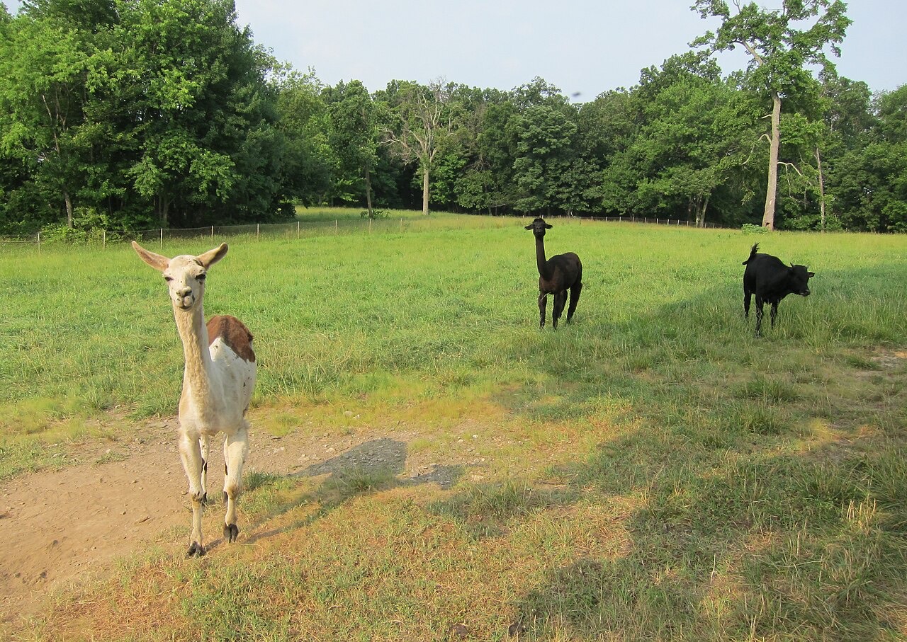 Alpacas