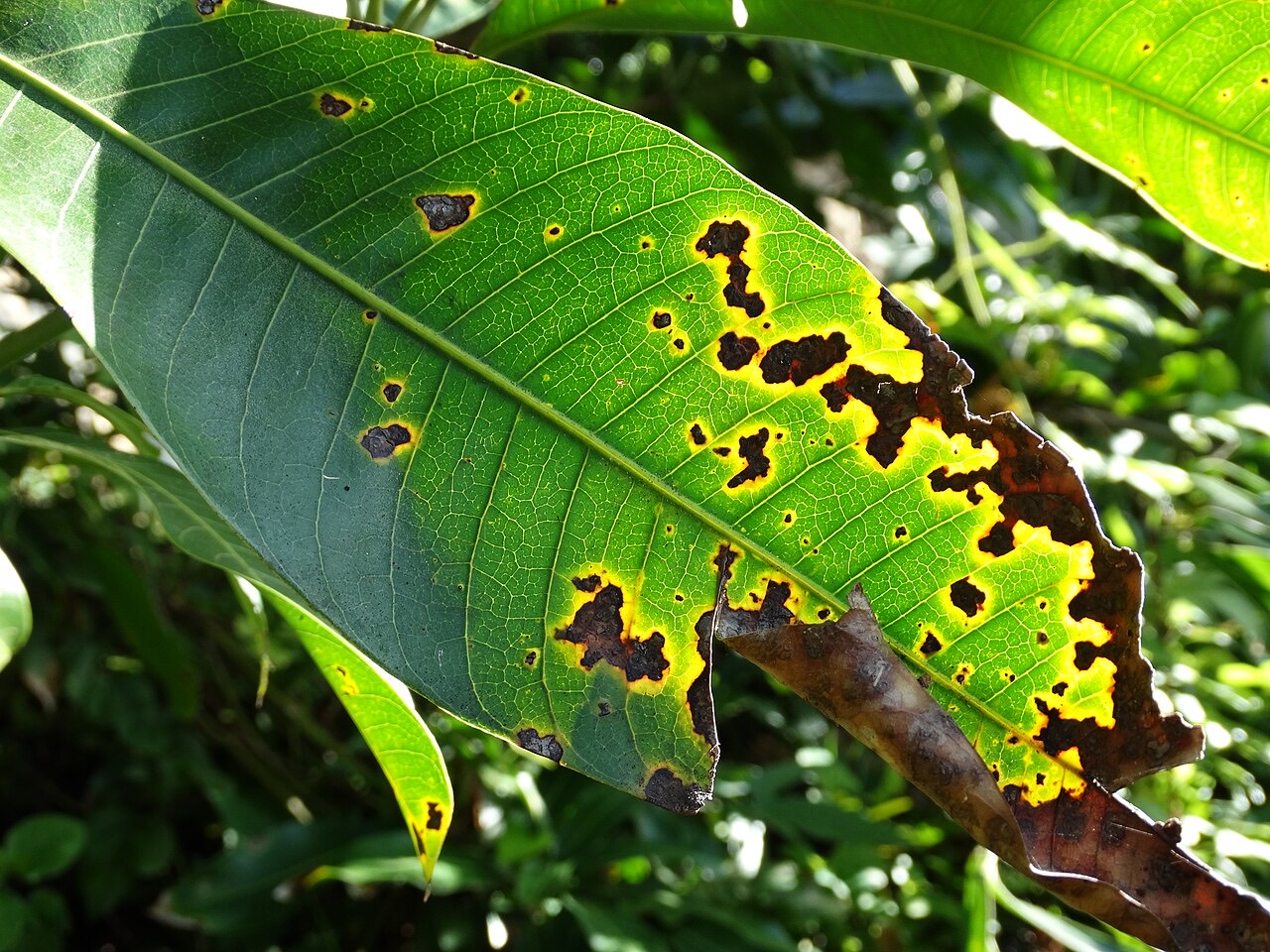Anthracnose lesions