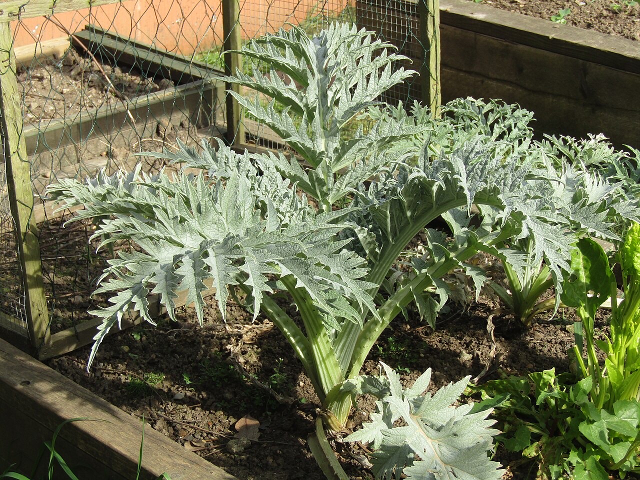 A globe artichoke plant