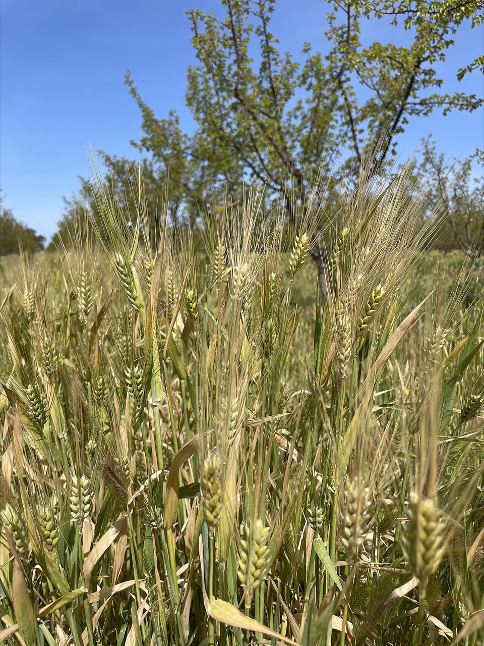 A field of ripening barley