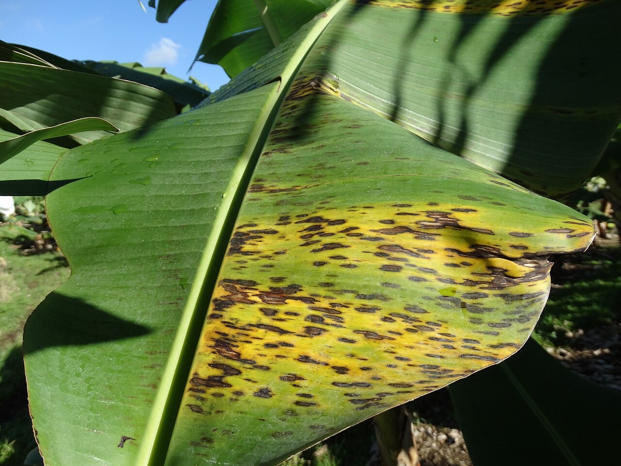 Black sigatoka on a banana leaf