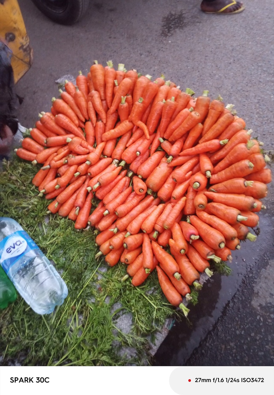 Freshly harvested carrots