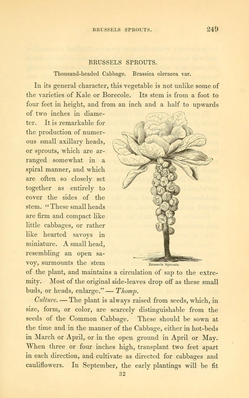 A cauliflower head
