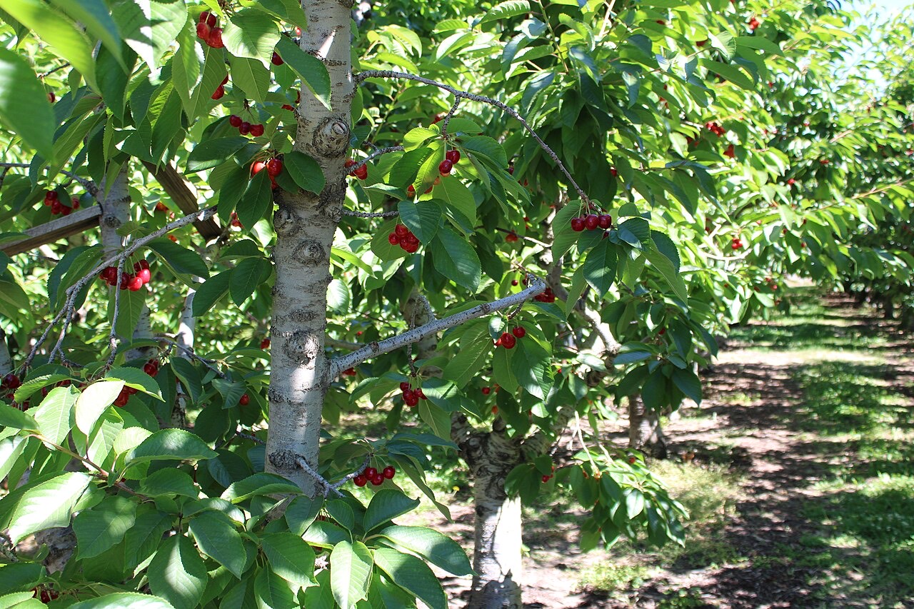Cherries on a tree