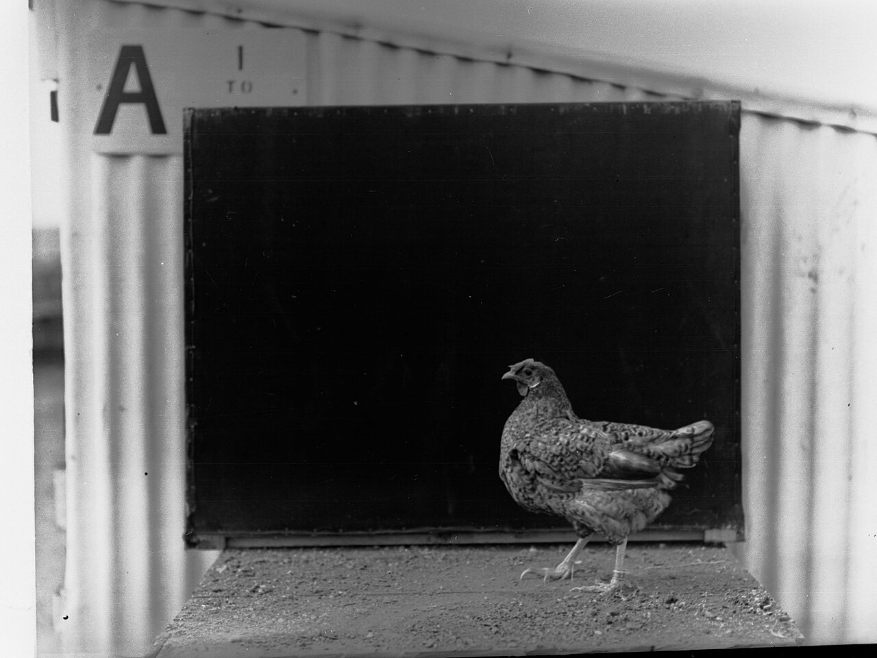 Chickens on a farm