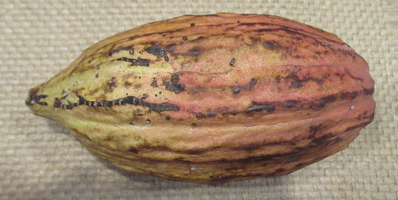 Cocoa pods on a tree