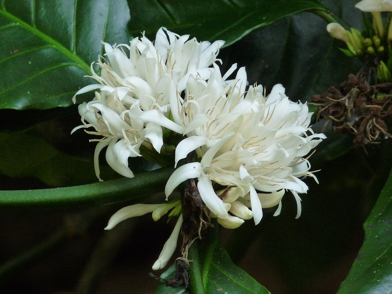 Coffee cherries on the plant