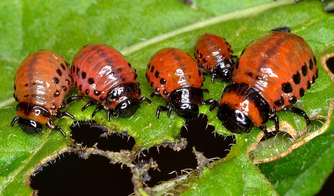 A Colorado potato beetle