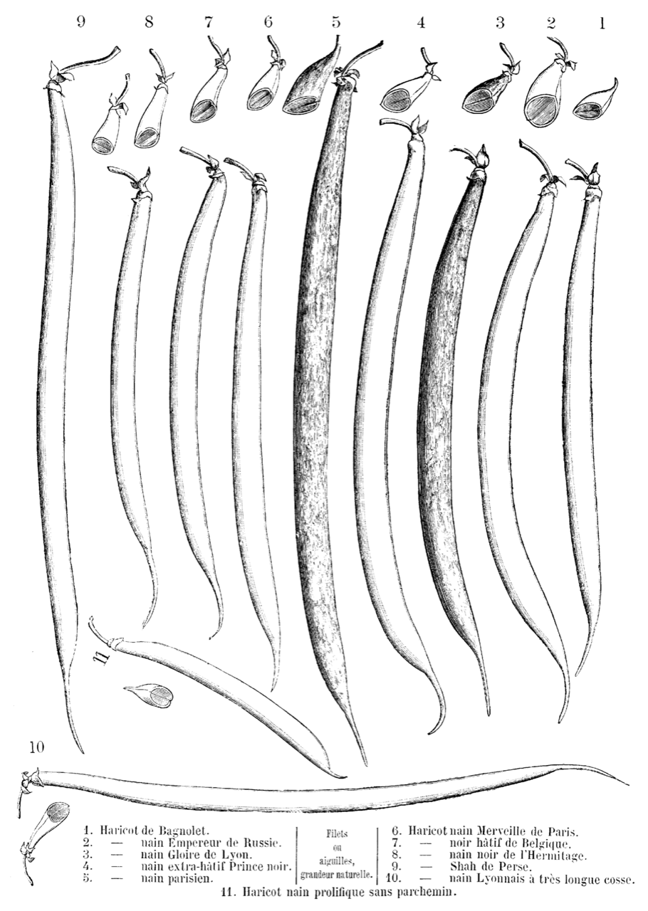 Common bean plants with pods