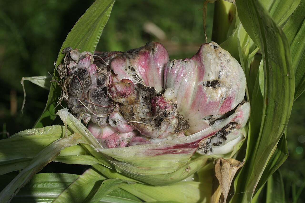 Common smut on maize