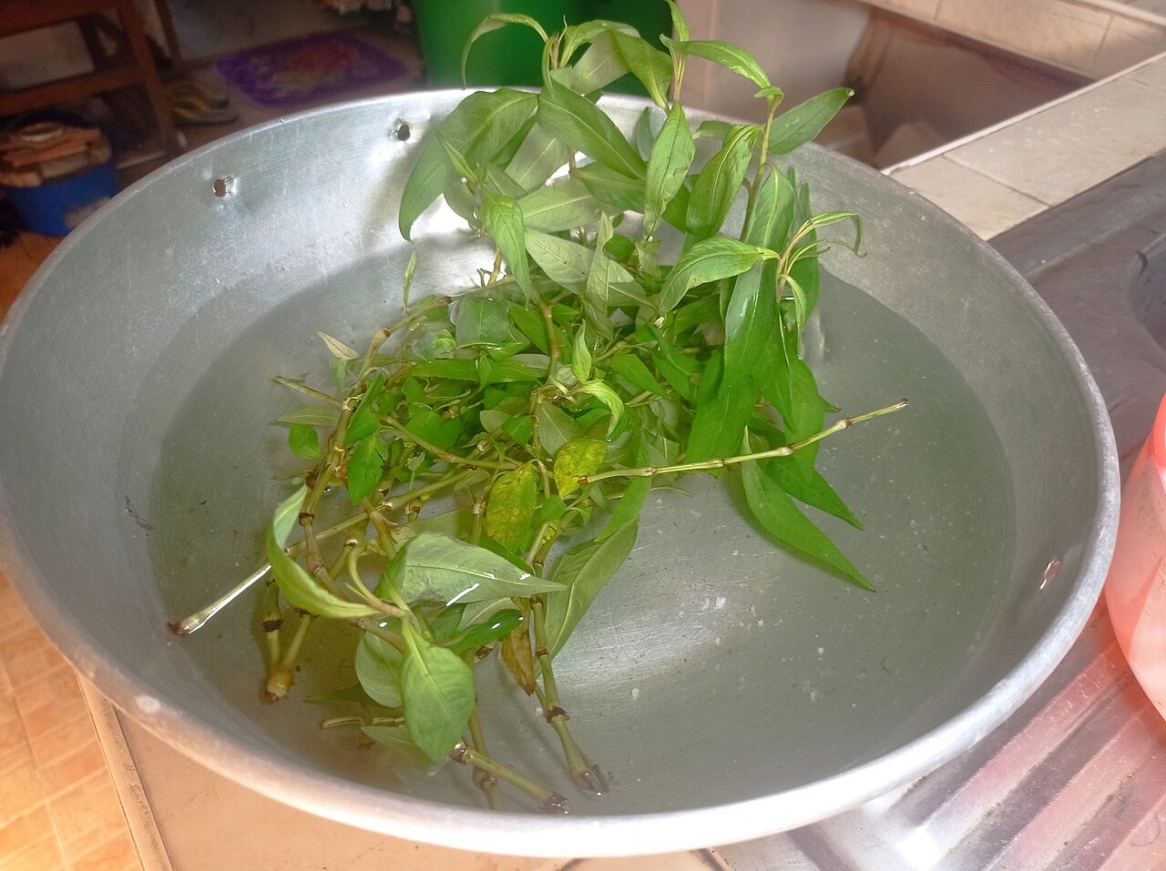 A coriander plant
