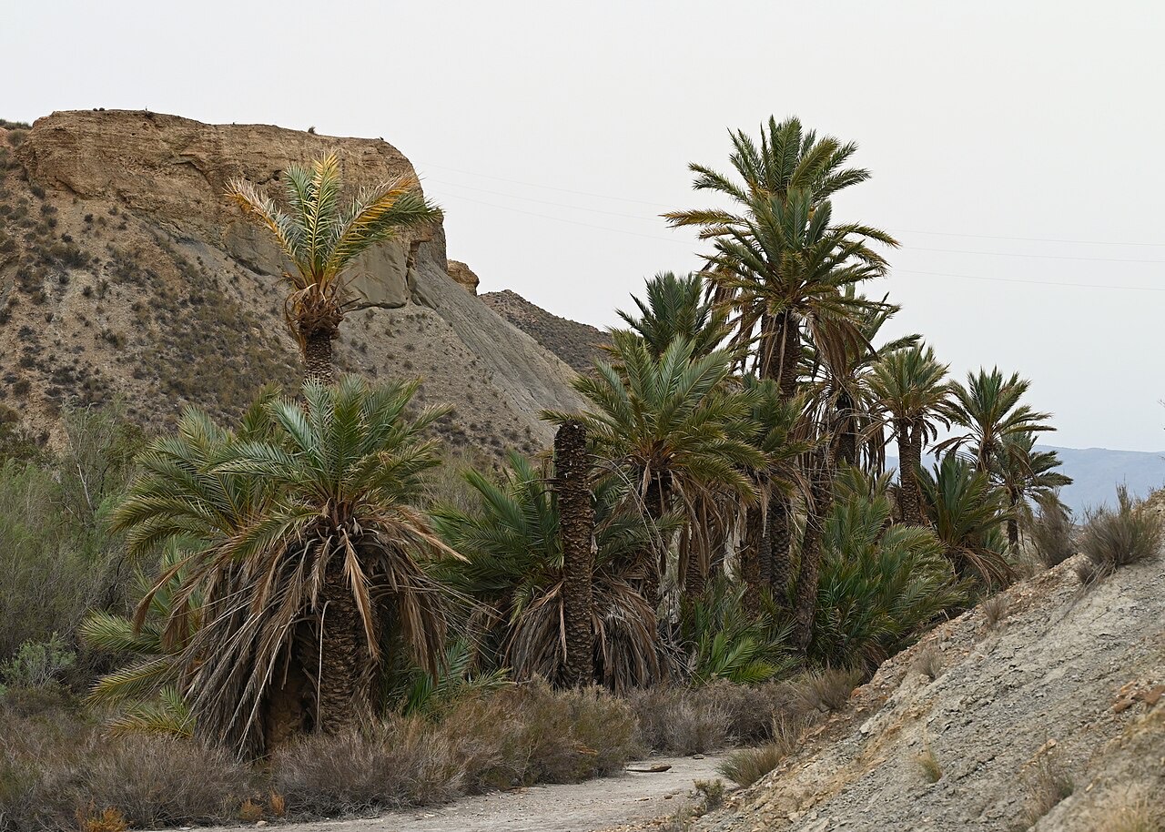 A date palm with fruit