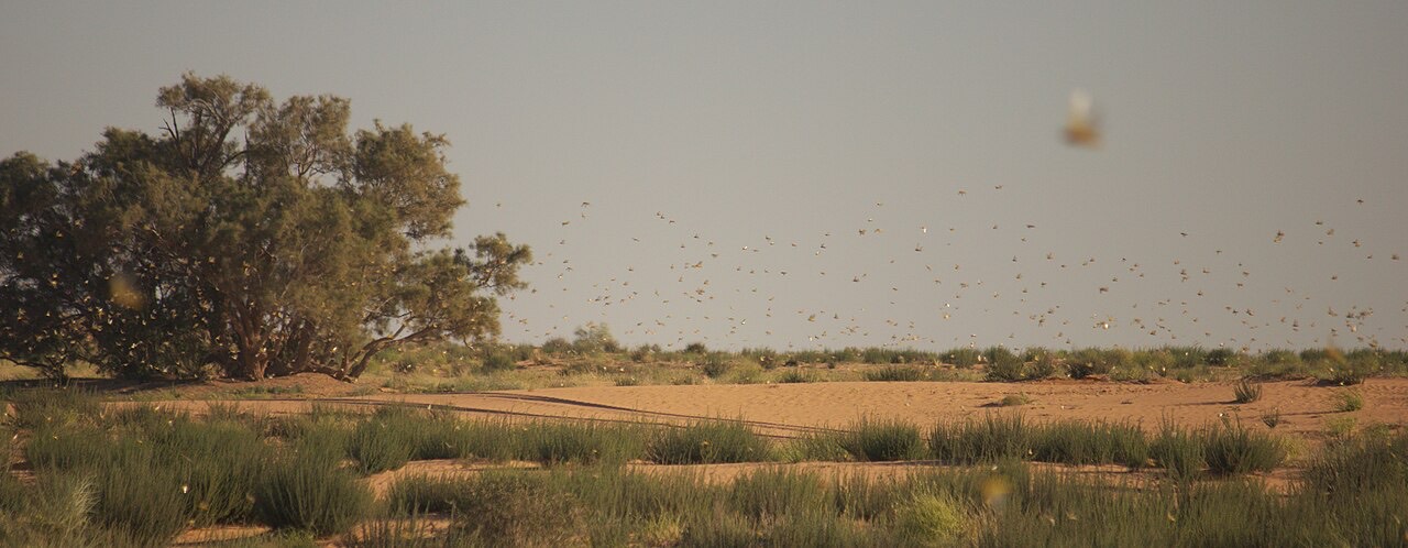 A desert locust