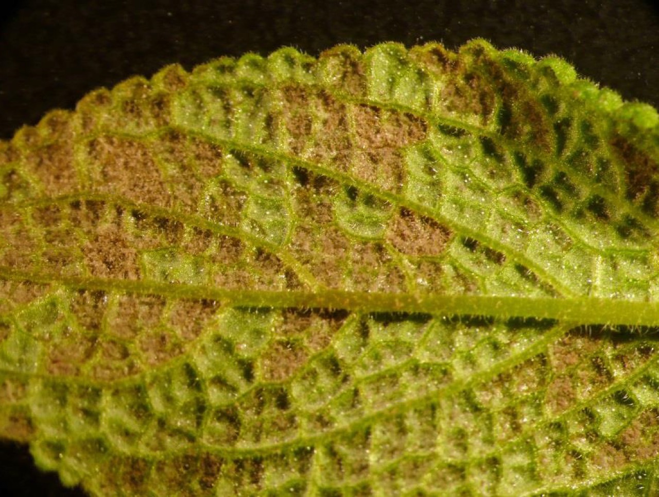 Downy mildew on a leaf
