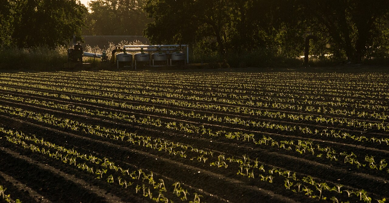 A drip irrigation line watering plants