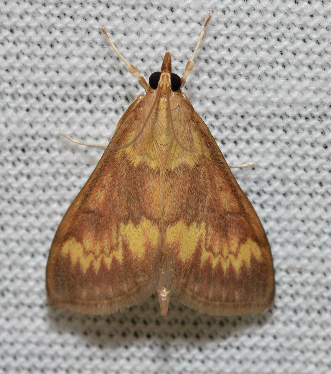 A European corn borer