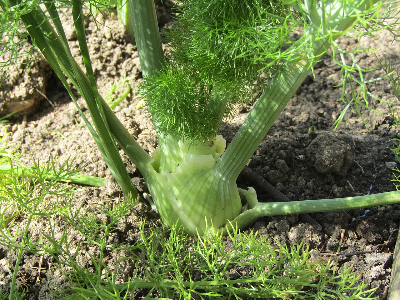 A fennel plant