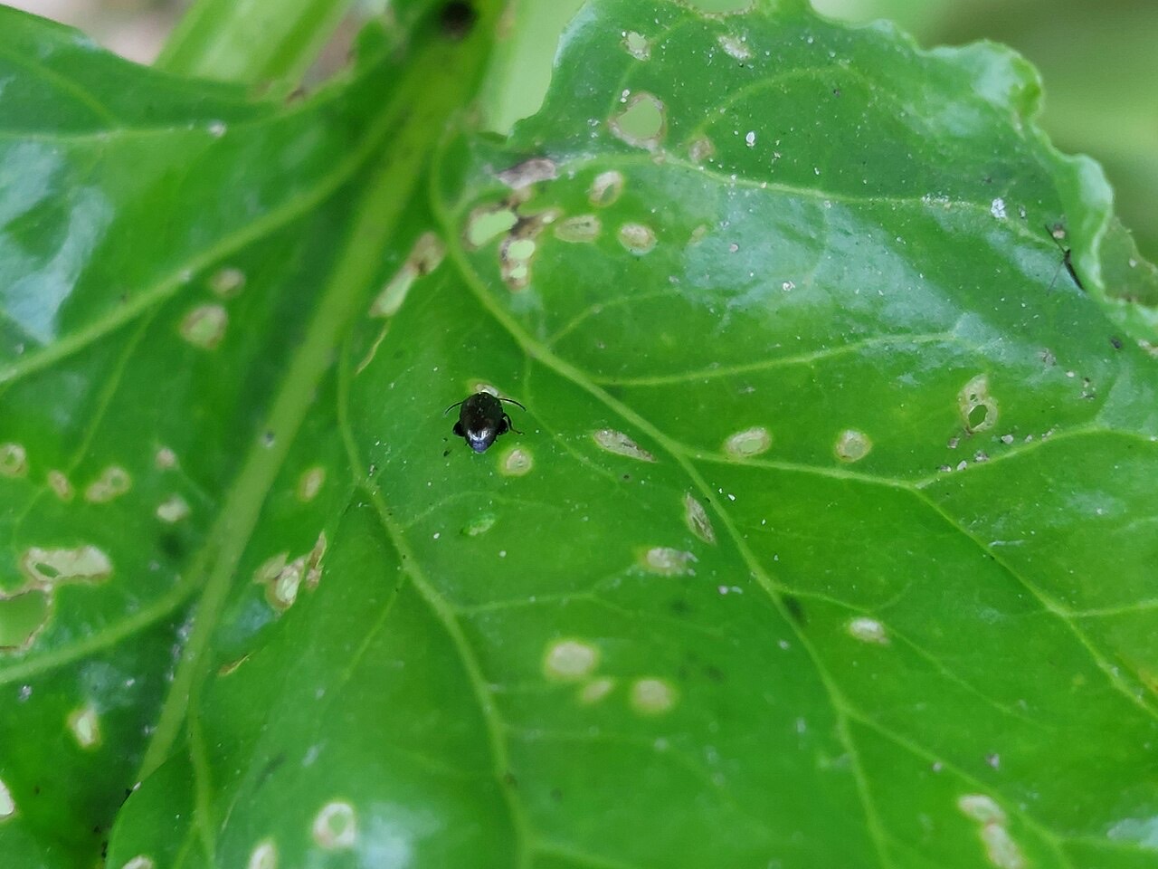 A flea beetle