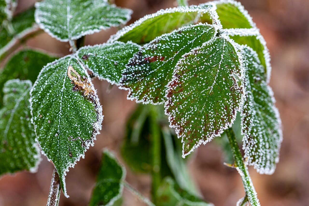 Frost on a crop