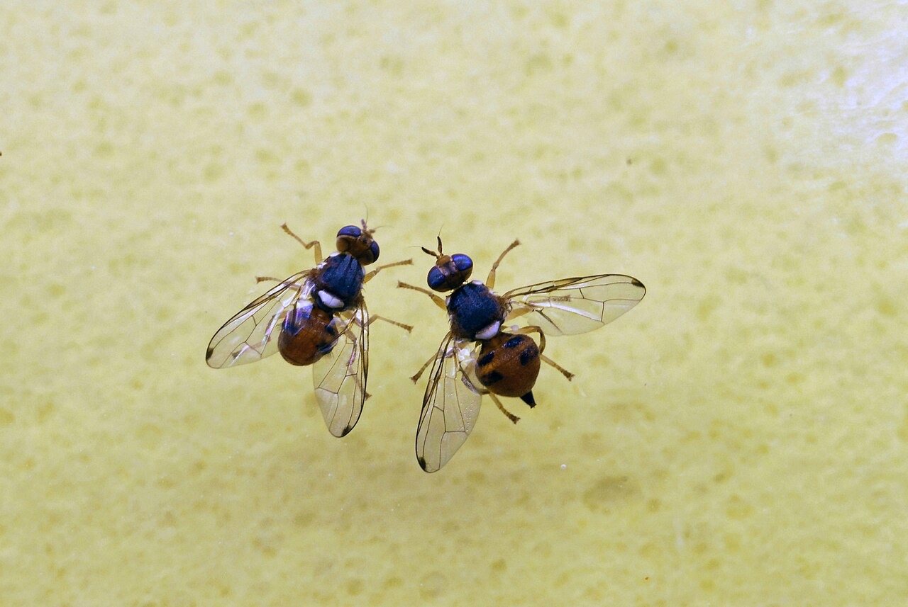 A fruit fly