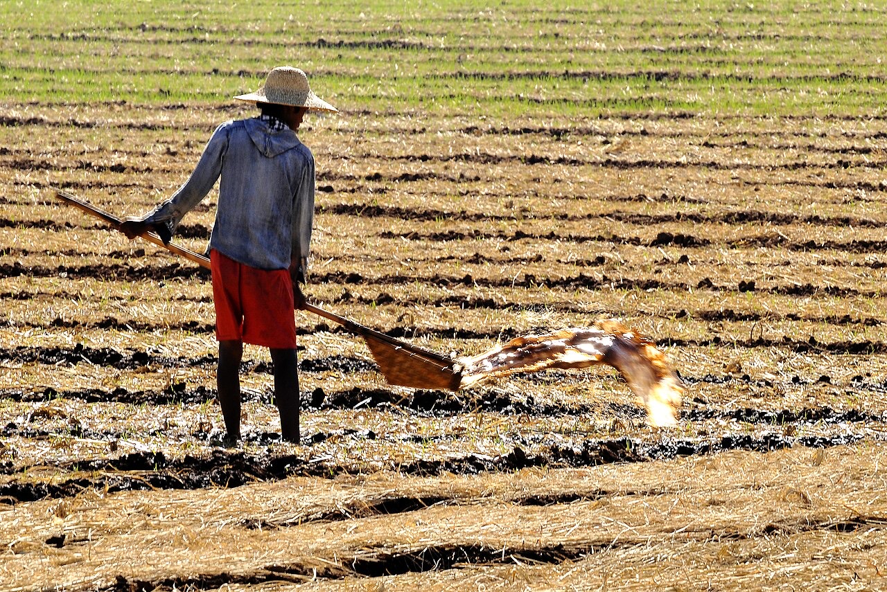 Furrow irrigation between crop rows