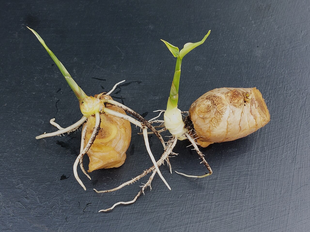 Ginger rhizomes