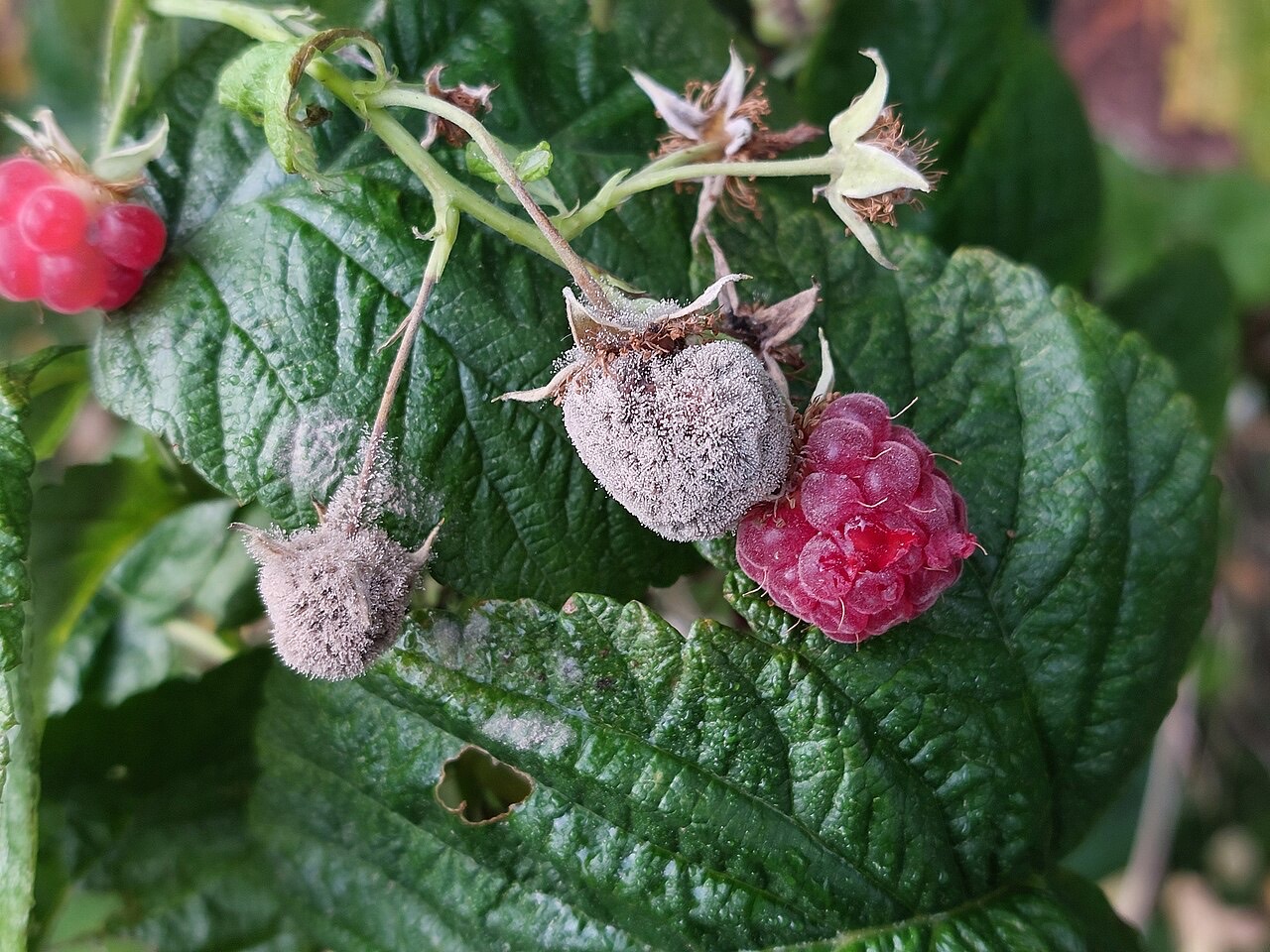 Grey mould (Botrytis) on fruit