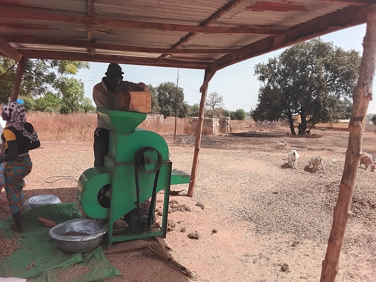 A groundnut (peanut) crop
