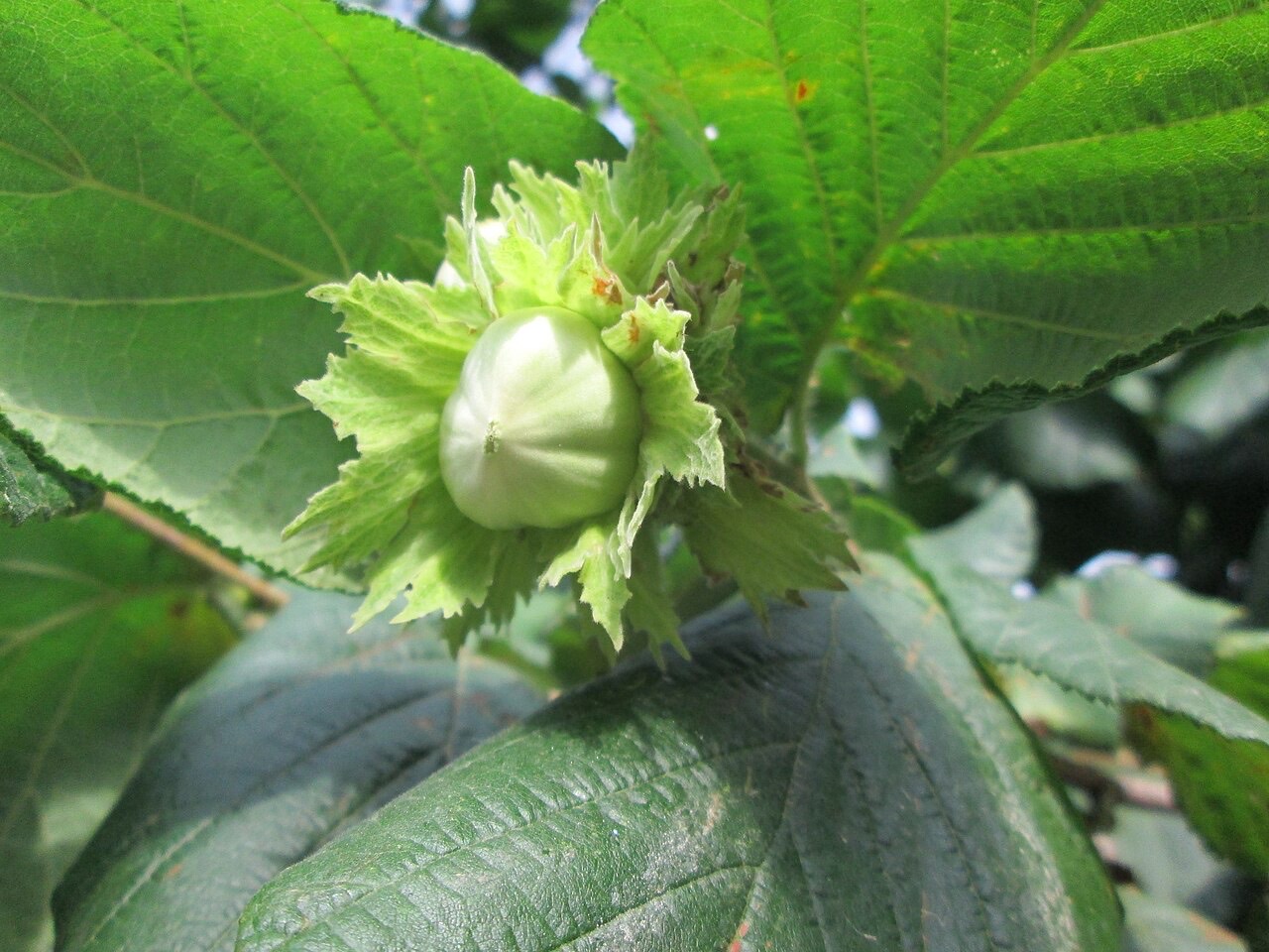 Hazelnuts on a tree