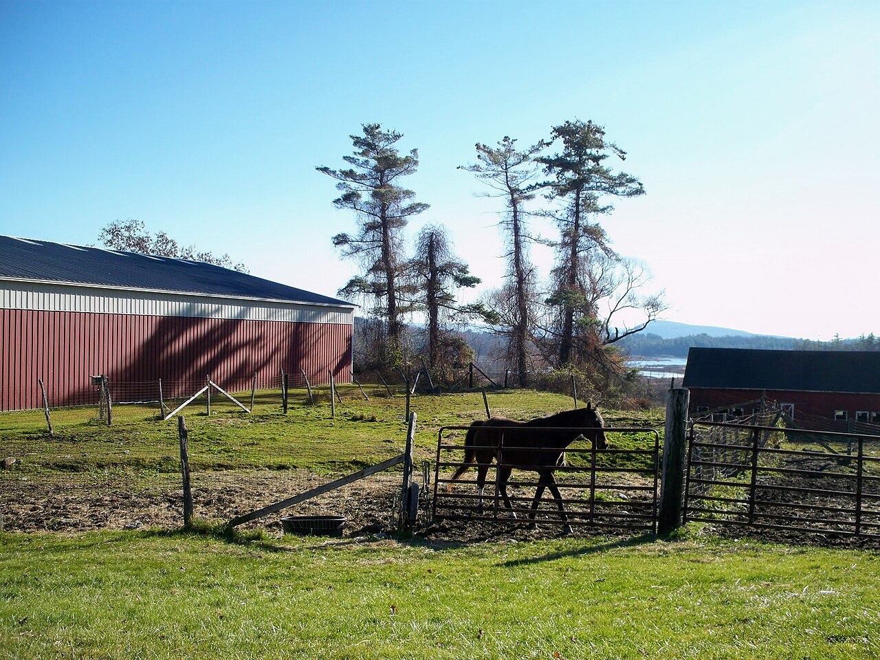 A horse in a pasture