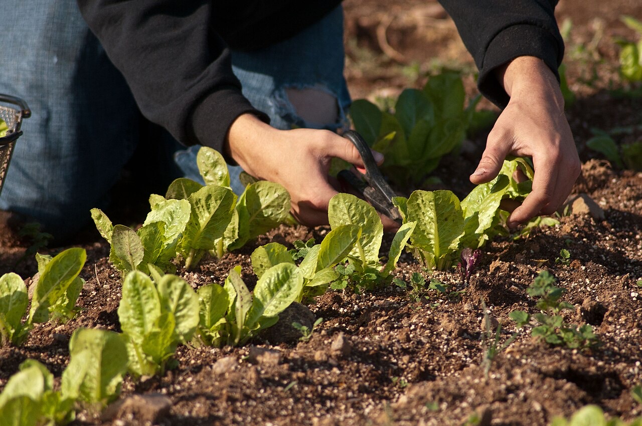 Kale plants