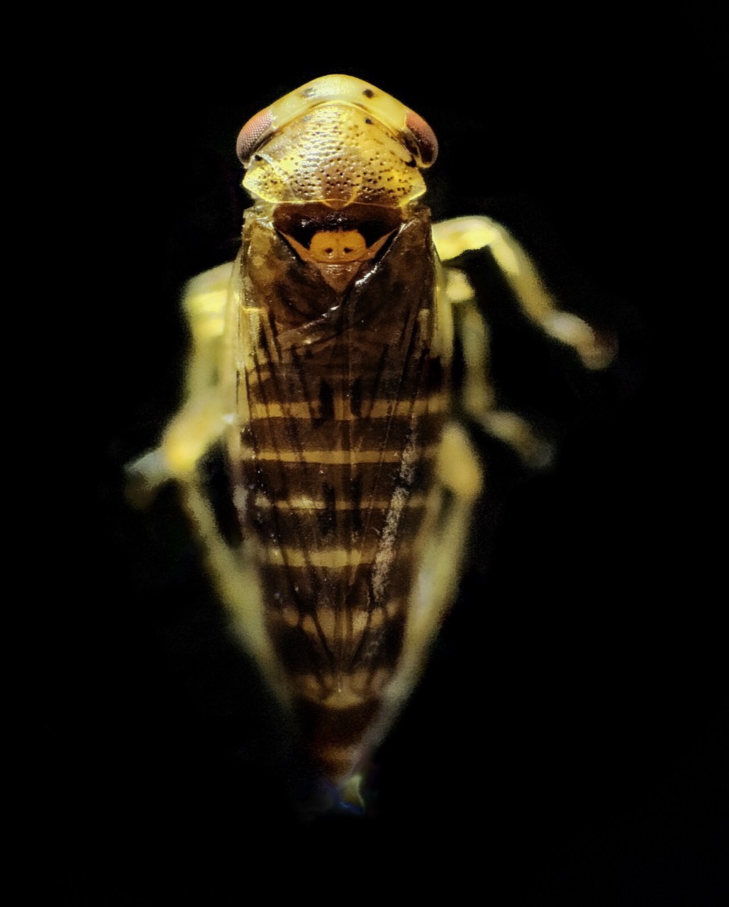 A leafhopper
