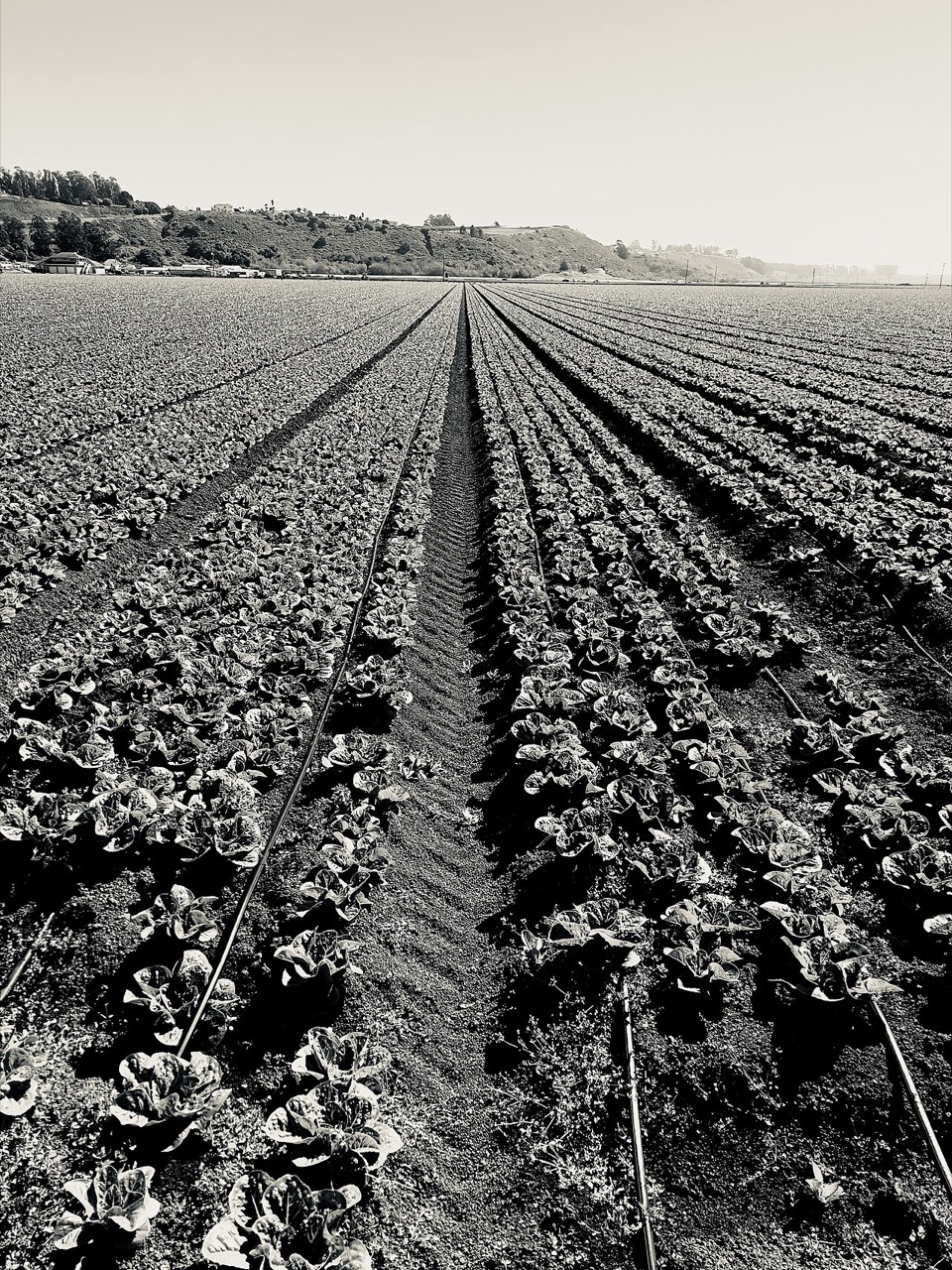 Lettuce growing in a field