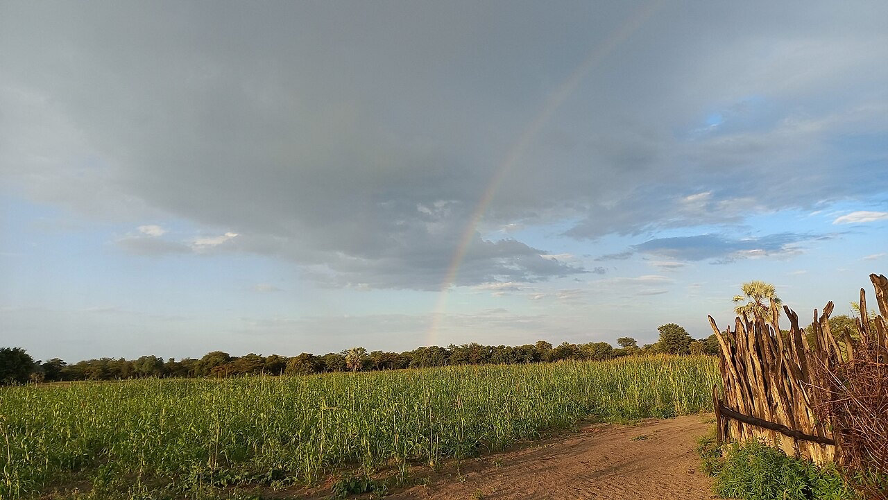 A millet crop