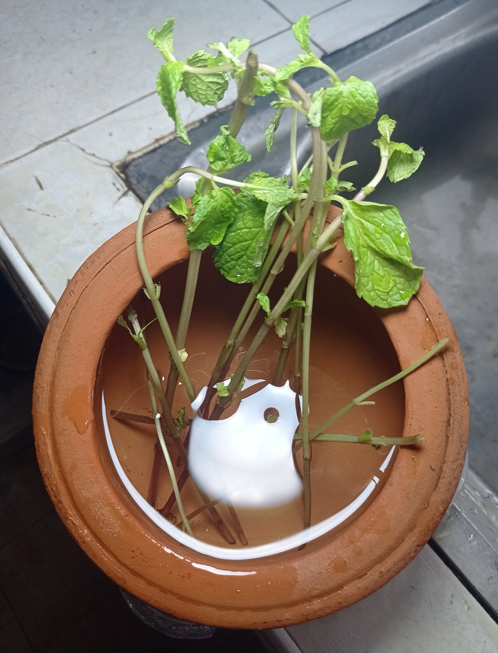 A mint plant