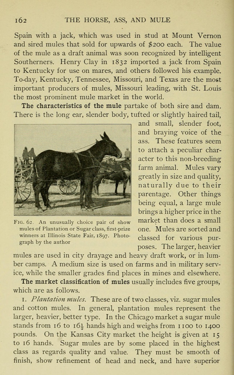 A mule