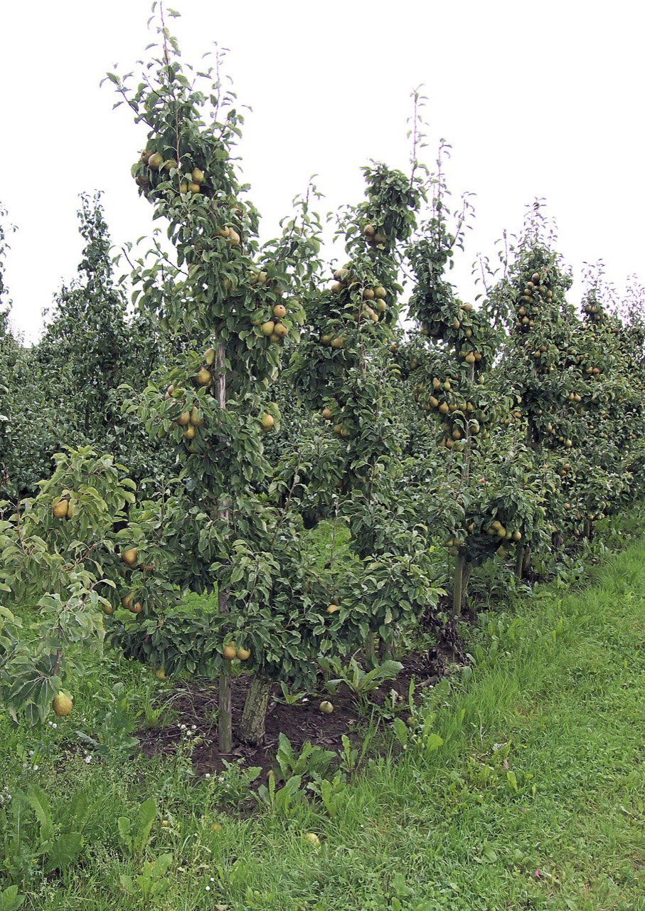 Pears on a tree
