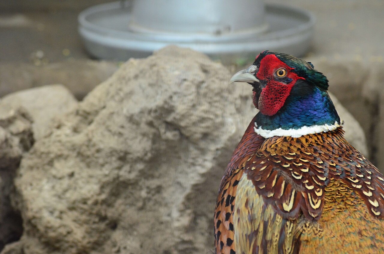 A pheasant