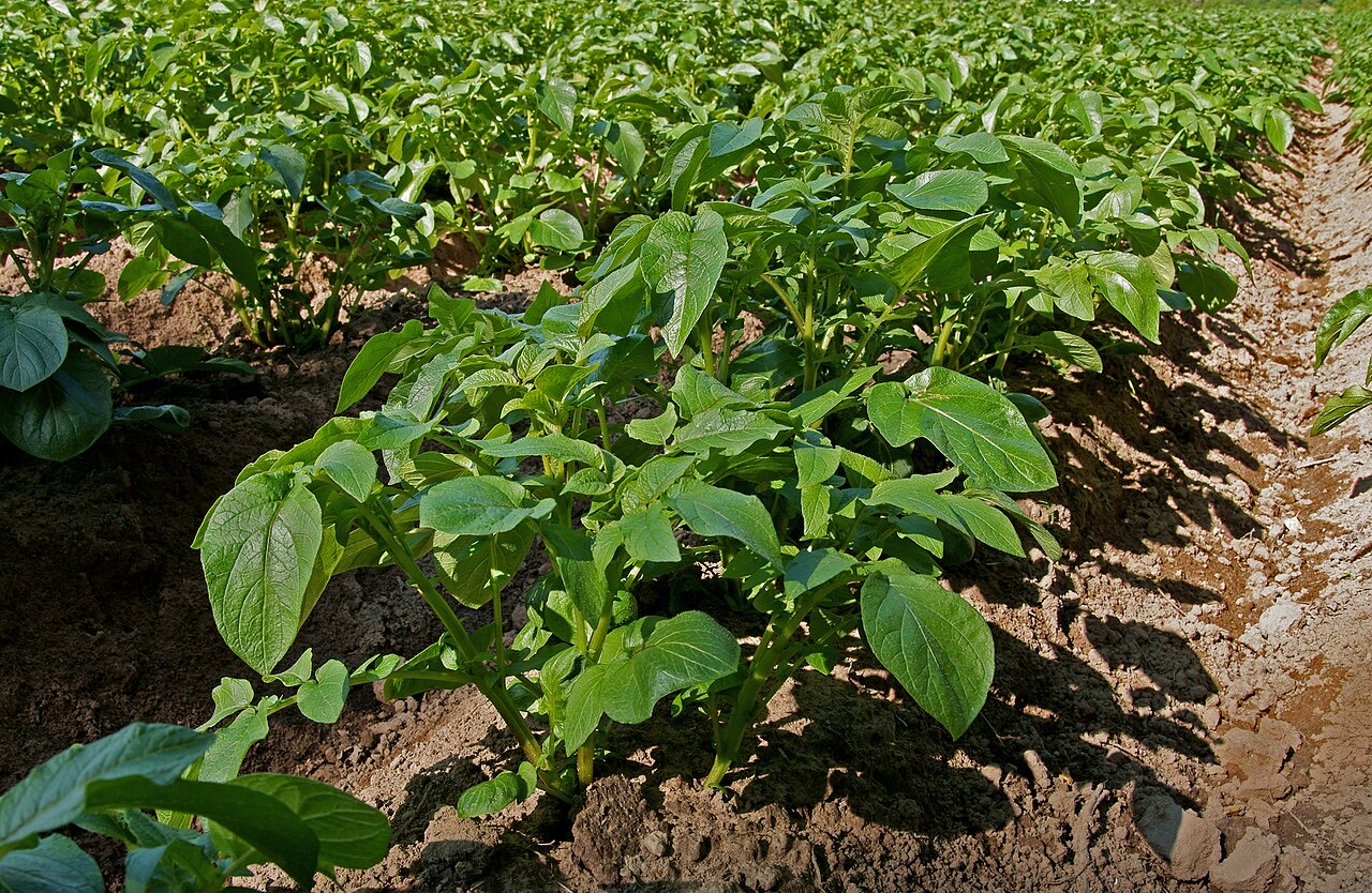 A field of potato plants