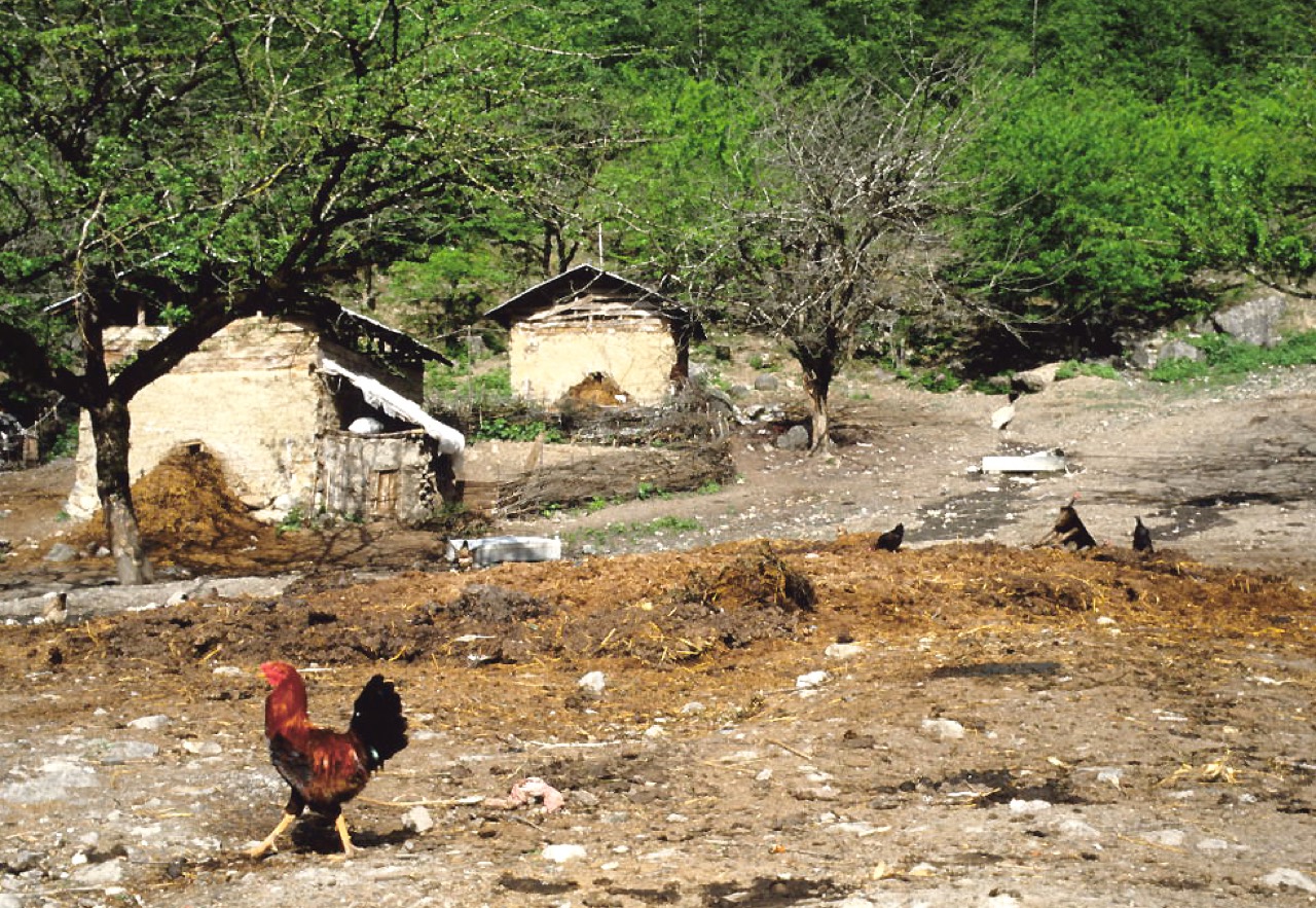 Poultry manure