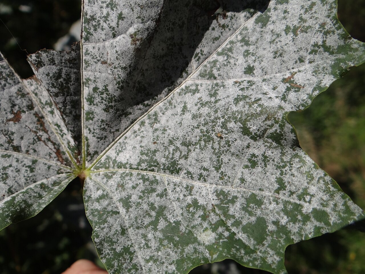 Powdery mildew on a leaf