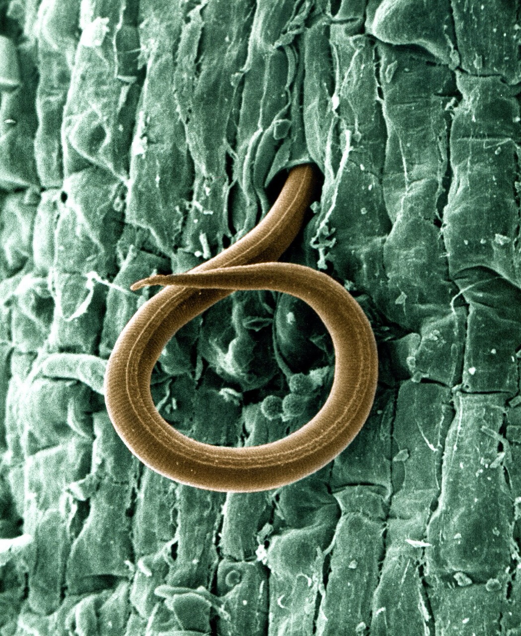 Root-knot nematode galls on roots