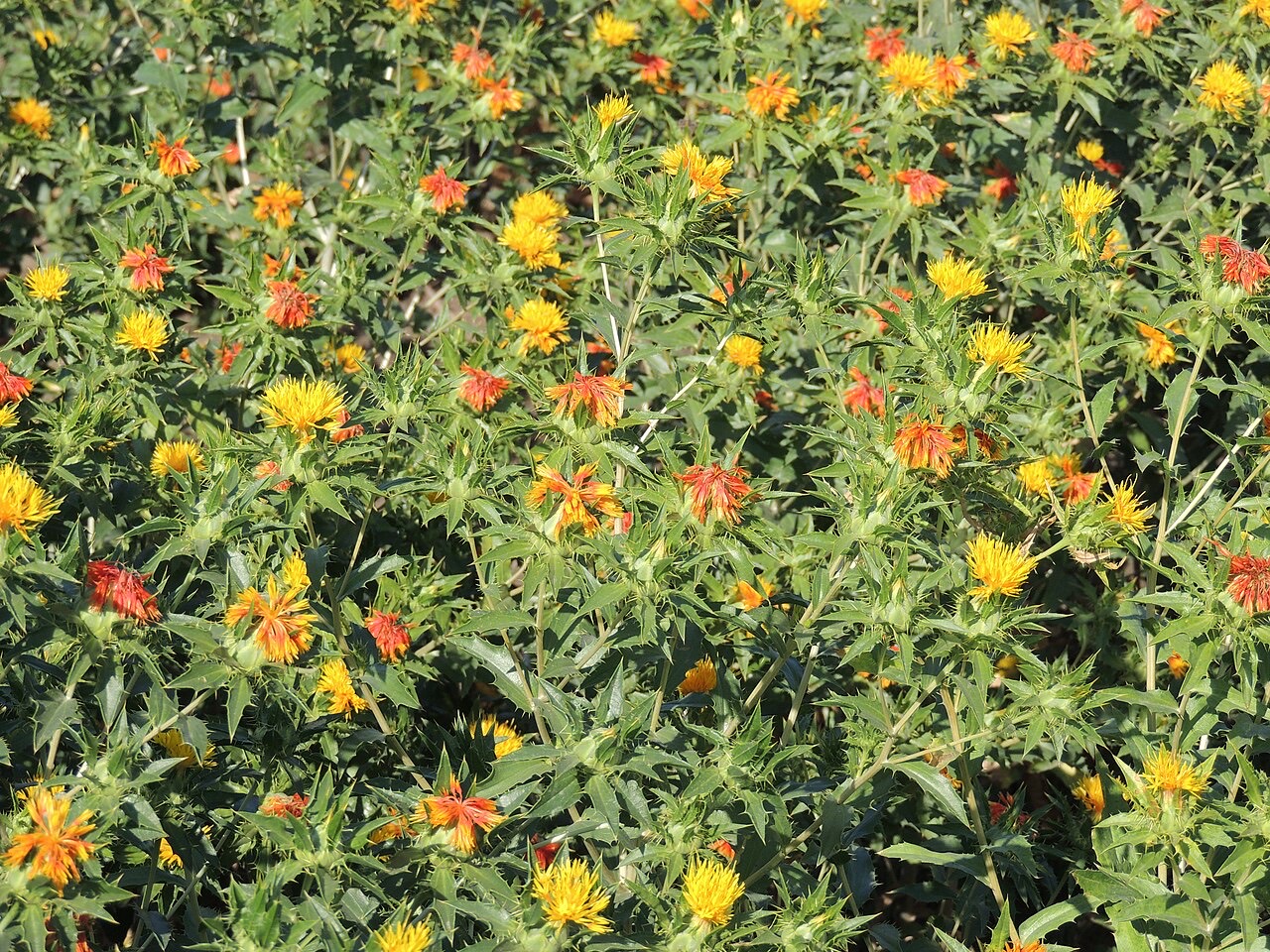 Safflower flowers