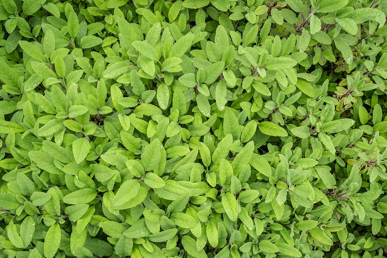 A sage plant