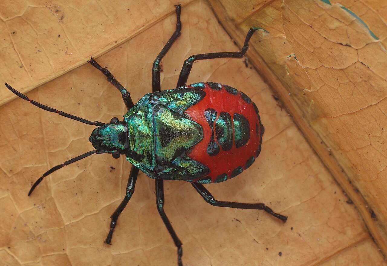 A stink bug