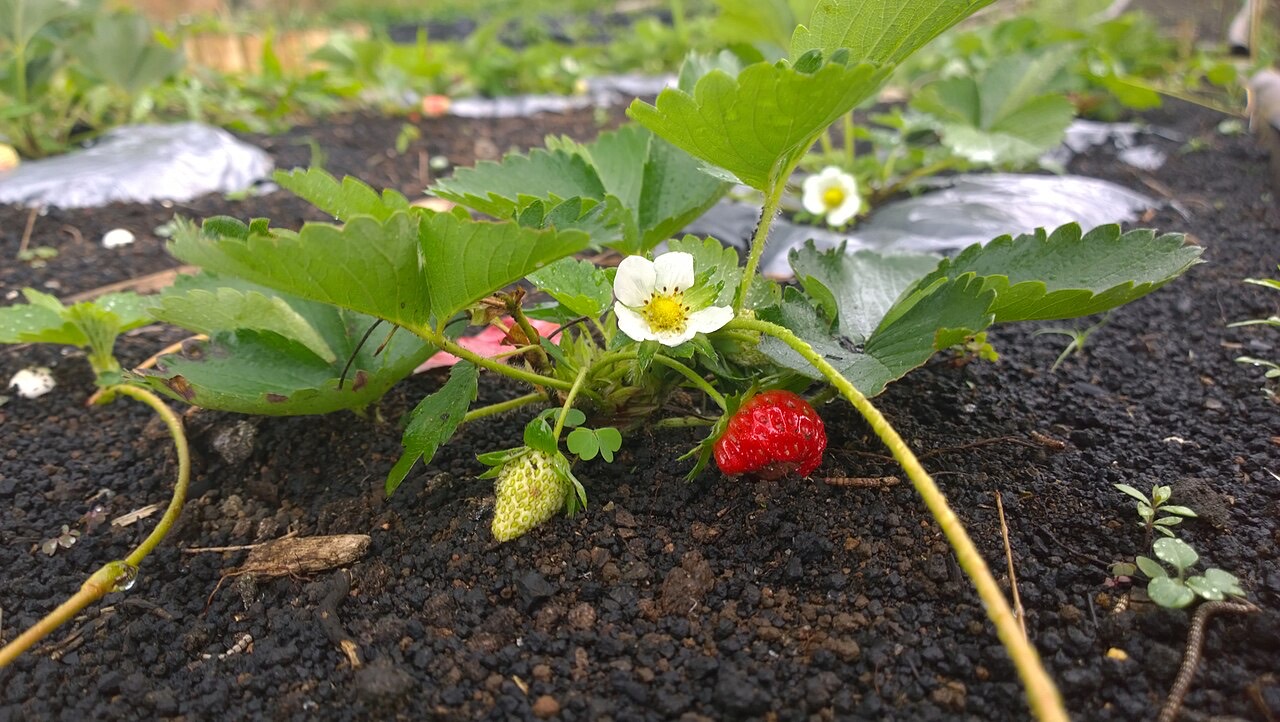 Strawberries growing on plants