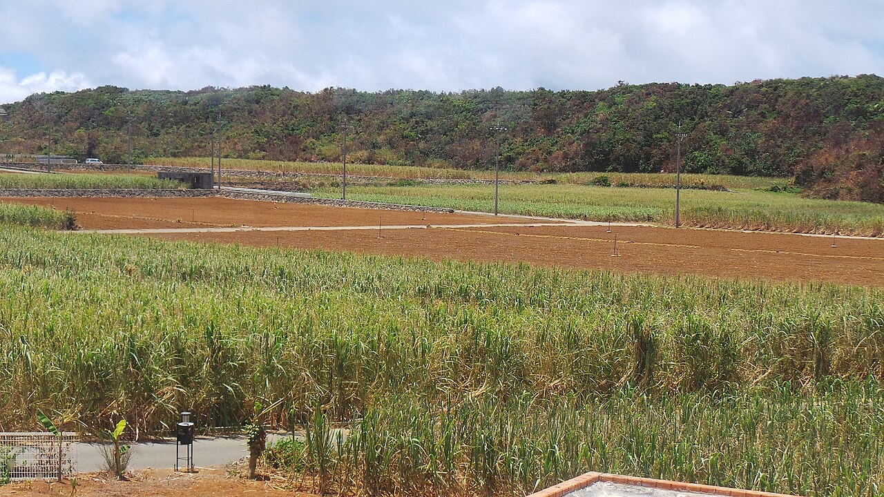 A field of sugarcane