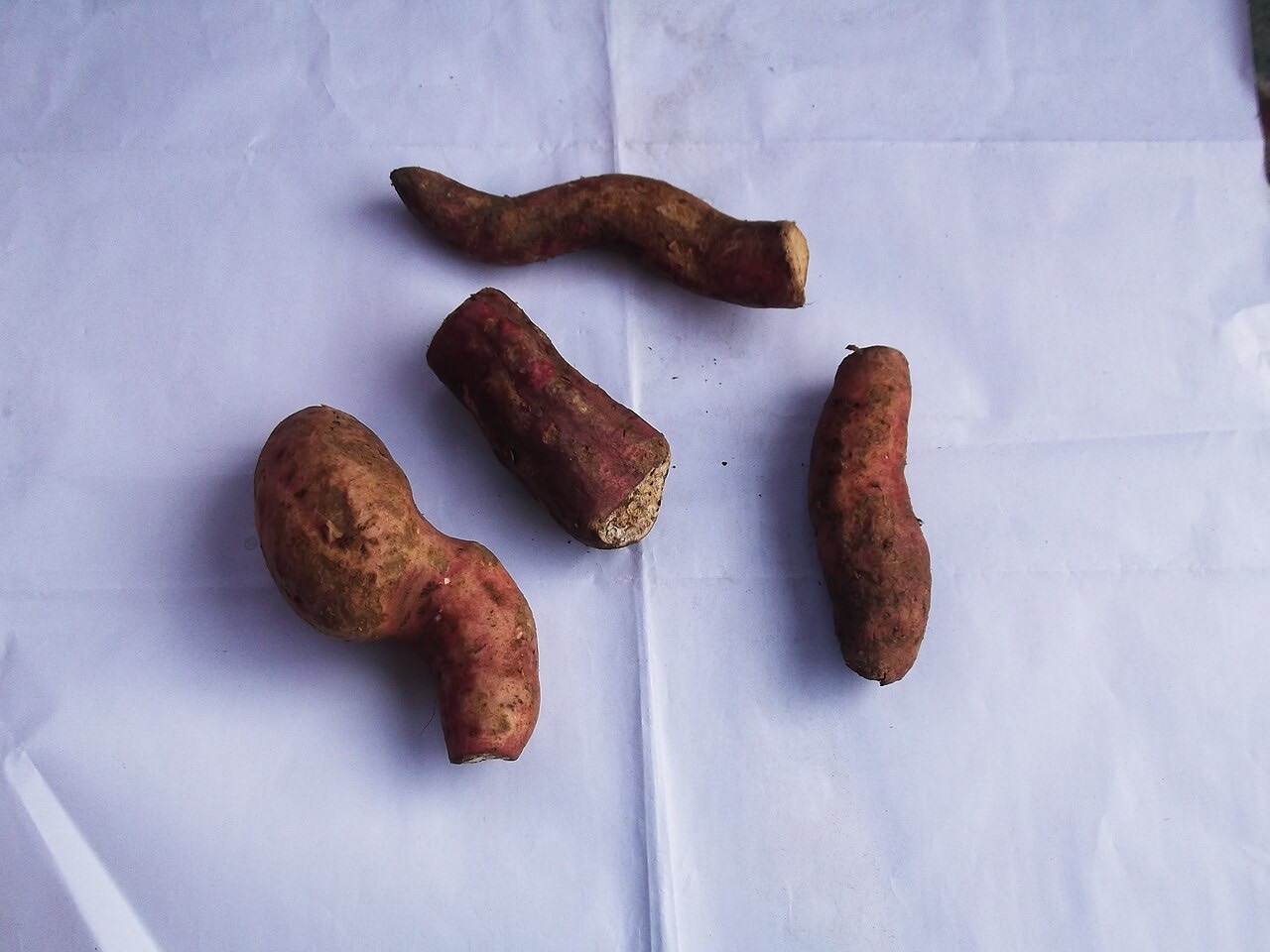 Sweet potato tubers