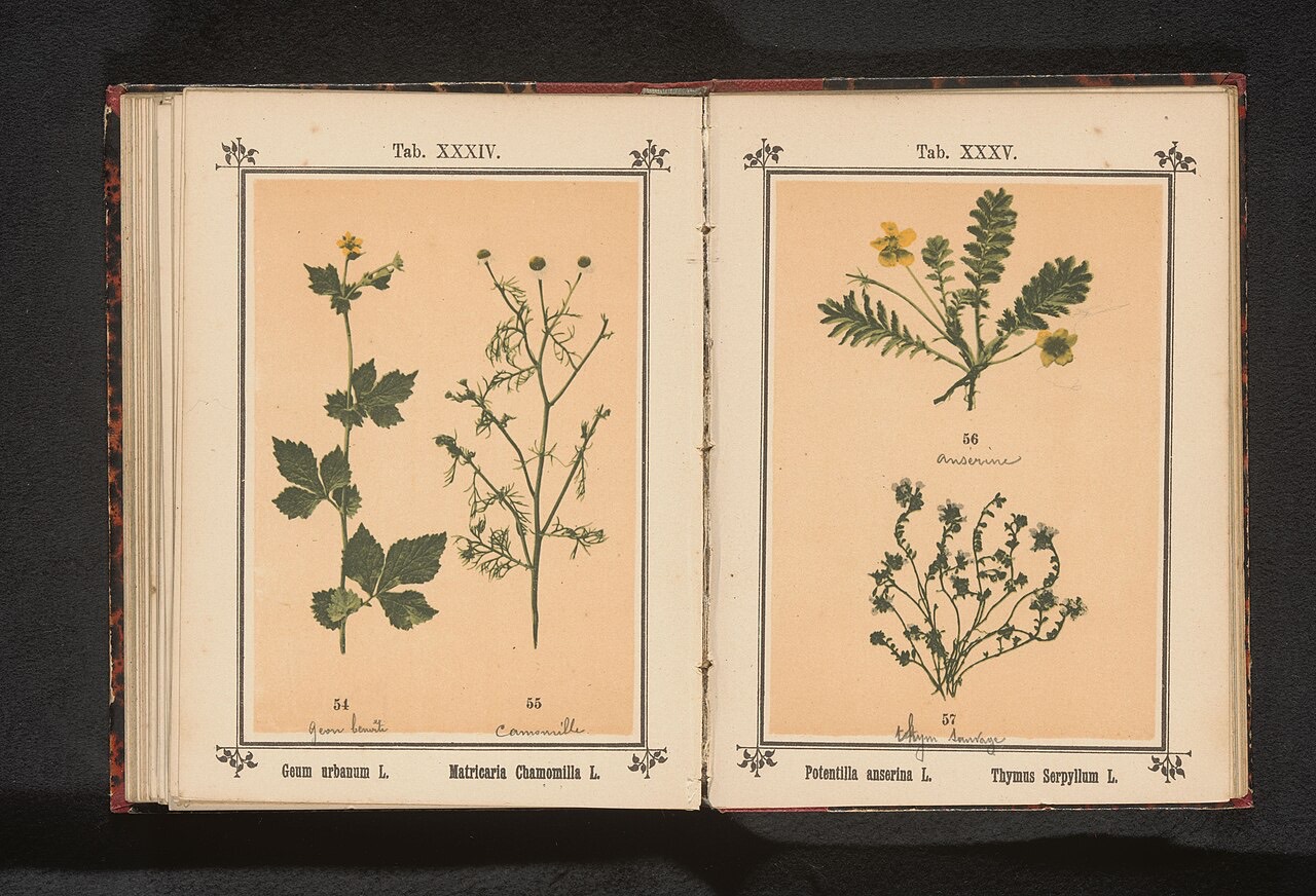 A thyme plant